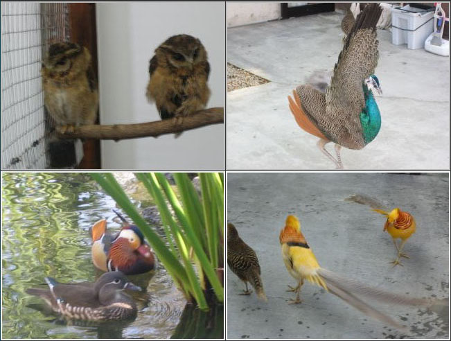神戸花鳥園 神戸花鳥園